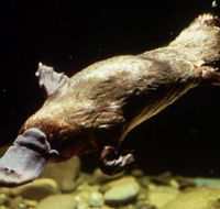Platypus Pool - Accommodation Mermaid Beach