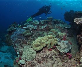 Flinders Reef Dive Site - Accommodation Mermaid Beach 2