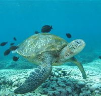 Flinders Reef Dive Site - Accommodation Mermaid Beach