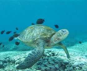 Flinders Reef Dive Site - Accommodation Mermaid Beach 0