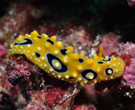 Flinders Reef Dive Site - Accommodation Mermaid Beach 1