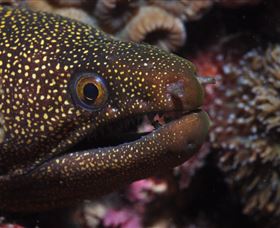 Flinders Reef Dive Site - Accommodation Mermaid Beach 3