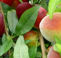 Fruit Salad Tree Company - Accommodation Mermaid Beach