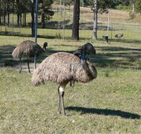 Glen Ian Ostrich and Emu Farm - Accommodation Mermaid Beach