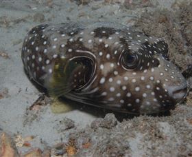Tangalooma Wrecks Dive Site - Accommodation Mermaid Beach 2