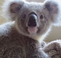 Koala Care Centre in Lismore - Accommodation Mermaid Beach