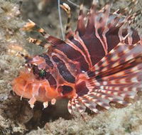 The Seaway Dive Site - Accommodation Mermaid Beach