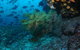 Henderson Rock Dive Site - thumb 0