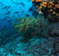 Henderson Rock Dive Site - Accommodation Mermaid Beach