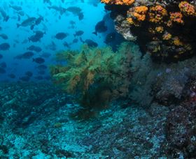 Henderson Rock Dive Site - Accommodation Mermaid Beach 0