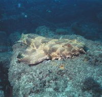 Scottish Prince Dive Site - Accommodation Mermaid Beach