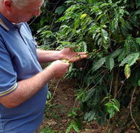 Wombah Coffee Plantation - Accommodation Mermaid Beach