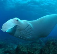 Manta Bommie Dive Site - Accommodation Mermaid Beach