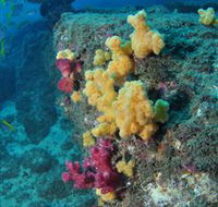 Shag Rock Dive Site - Accommodation Mermaid Beach