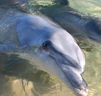 Dolphins of Monkey Mia - Accommodation Mermaid Beach
