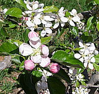 Avro Park Orchards - Accommodation Mermaid Beach
