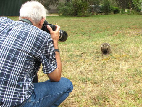 Echidna Walkabout Nature Tours - Accommodation Mermaid Beach 7