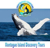 Lighthouse Charters Narooma - Accommodation Mermaid Beach
