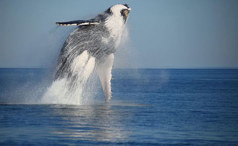 Absolute Ocean Charters - Accommodation Mermaid Beach 10
