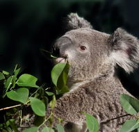 Koala Transfers - Accommodation Mermaid Beach