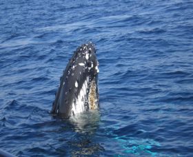 Jervis Bay Whales - Accommodation Mermaid Beach 2