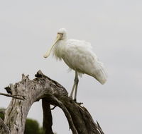 Melbourne Birding Tours - Accommodation Mermaid Beach