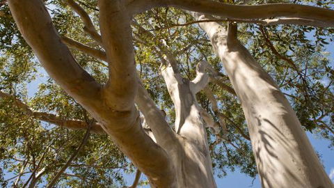 Lindsay Pryor Walk, Australian National University - Accommodation Mermaid Beach 0