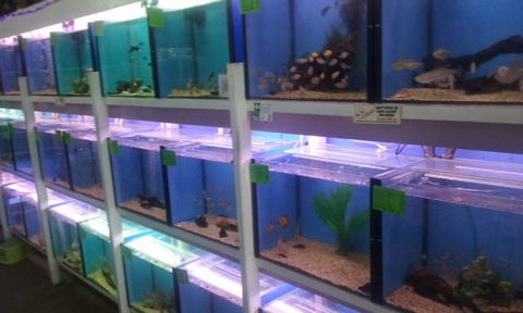 Summerland Aquarium - Accommodation Mermaid Beach 1