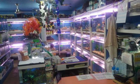 Summerland Aquarium - Accommodation Mermaid Beach 3