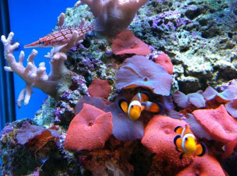 Tropical Marine Centre - Accommodation Mermaid Beach 0
