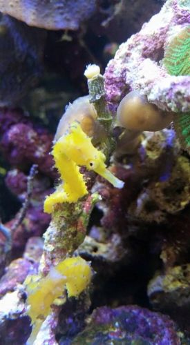 Tropical Marine Centre - Accommodation Mermaid Beach 1