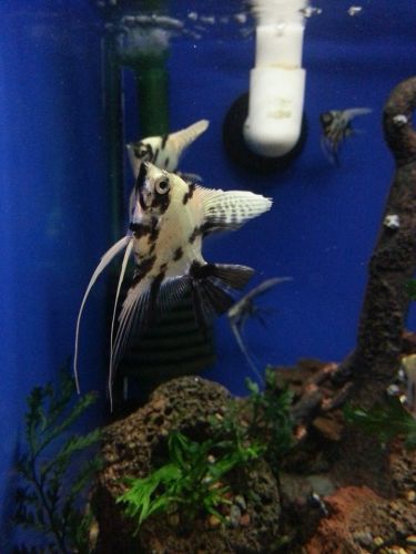 Tropical Marine Centre - Accommodation Mermaid Beach 3