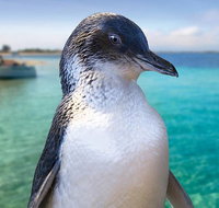 Full-Day Penguin Island  Fremantle Town - Accommodation Mermaid Beach