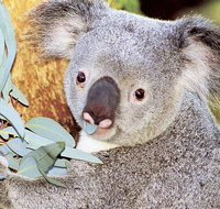 Perth Zoo General Entry Ticket and Sightseeing Cruise - Accommodation Mermaid Beach