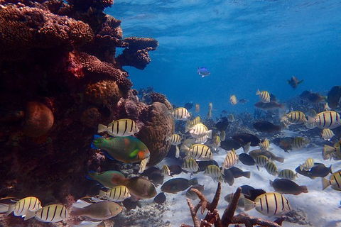 Lagoon Explorer - Ningaloo Reef Full-Day Kayaking And Snorkeling Adventure - Accommodation Mermaid Beach 6
