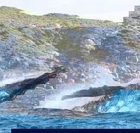 Jet Boat Whale Watching Safari from Dunsborough - Accommodation Mermaid Beach