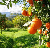 Full-Day Swan Valley Wildlife Park Winery  Fruit Orchard - Accommodation Mermaid Beach