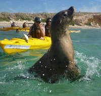 Penguin and Seal Island Kayak Tour - Accommodation Mermaid Beach