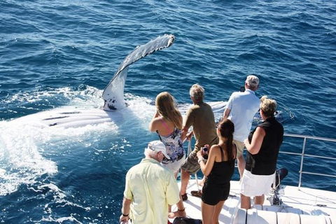 Half-Day Whale Watching Sunset Cruise From Broome - Accommodation Mermaid Beach 0
