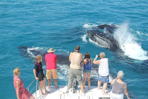 Half-Day Whale Watching Sunset Cruise From Broome - Accommodation Mermaid Beach 1