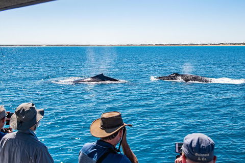 Half-Day Whale Watching Sunset Cruise From Broome - Accommodation Mermaid Beach 5