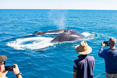 Half-Day Whale Watching Sunset Cruise From Broome - Accommodation Mermaid Beach 7