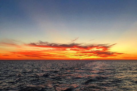 Half-Day Whale Watching Sunset Cruise From Broome - Accommodation Mermaid Beach 8