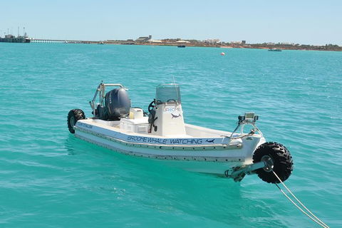 Half-Day Whale Watching Sunset Cruise From Broome - Accommodation Mermaid Beach 4