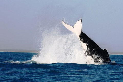 Half-Day Whale Watching Sunset Cruise From Broome - Accommodation Mermaid Beach 6