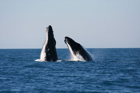 Half-Day Whale Watching Sunset Cruise From Broome - Accommodation Mermaid Beach 3