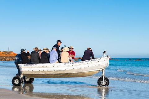Half-Day Whale Watching Sunset Cruise From Broome - Accommodation Mermaid Beach 11