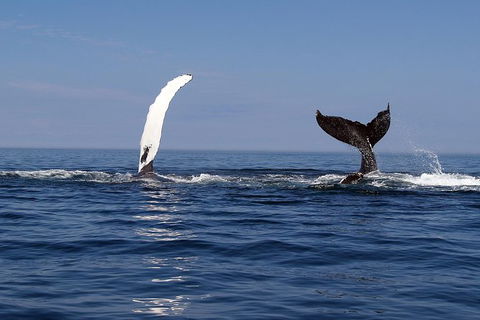 Busselton Whale Watching - Accommodation Mermaid Beach 1
