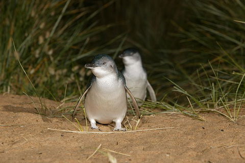 Small-Group Phillip Island Day Trip From Melbourne With Penguin Plus Viewing - Accommodation Mermaid Beach 1