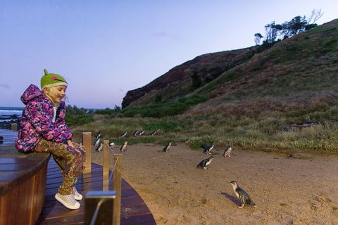 Small-Group Phillip Island Day Trip From Melbourne With Penguin Plus Viewing - Accommodation Mermaid Beach 14